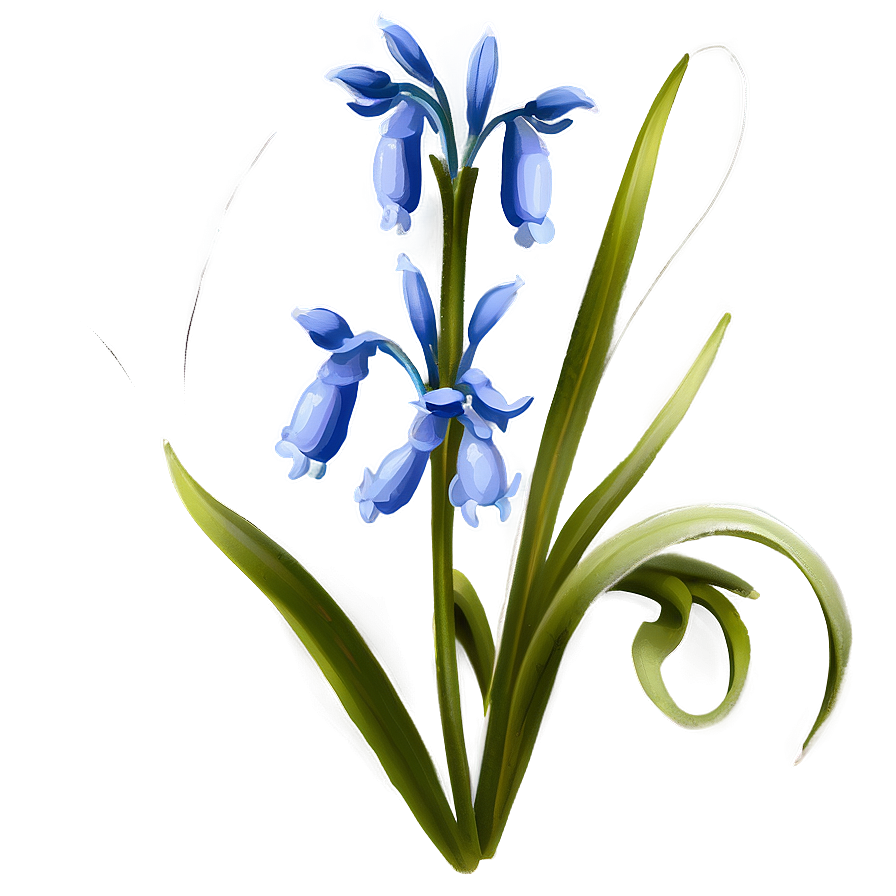 Bluebell Flower Transparent Png 05252024 PNG