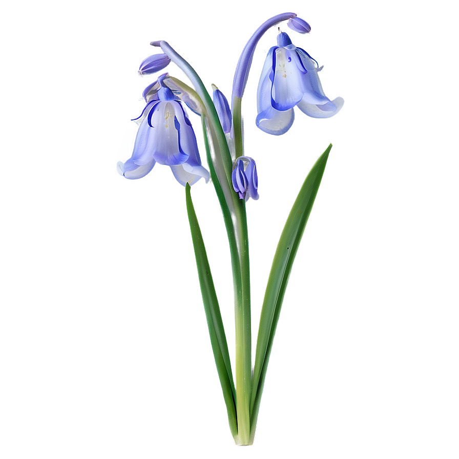 Bluebell Flower Transparent Png 27 PNG