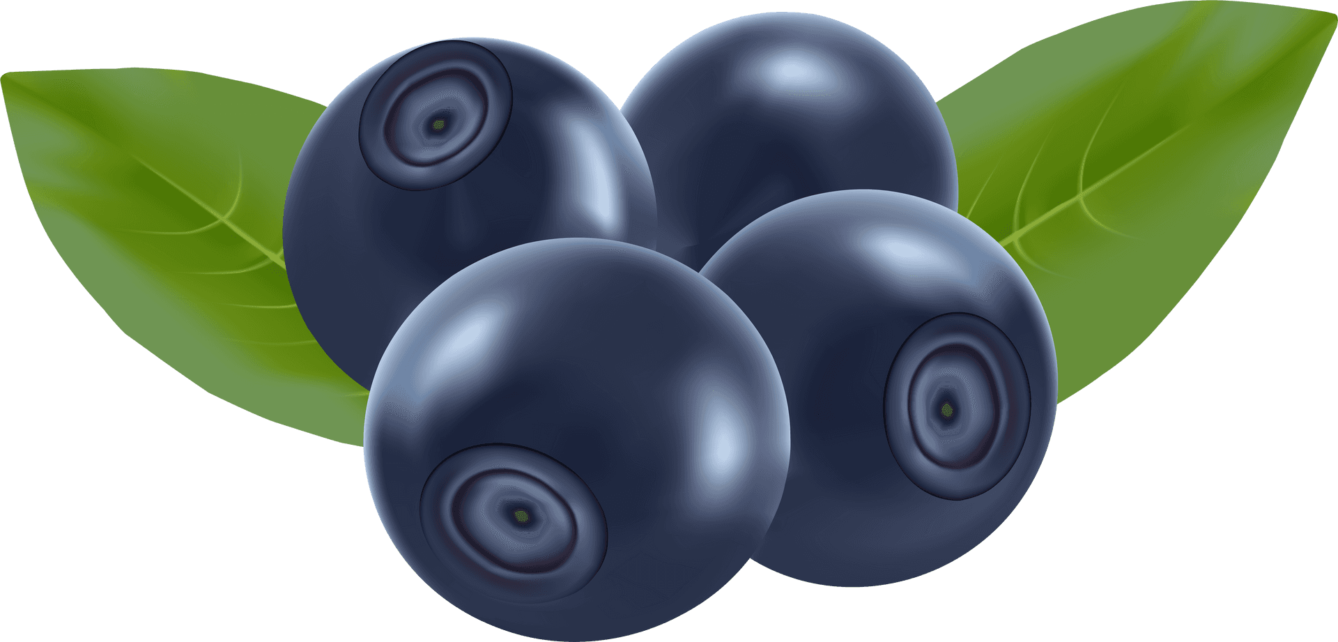 Blueberries Clipart Illustration PNG