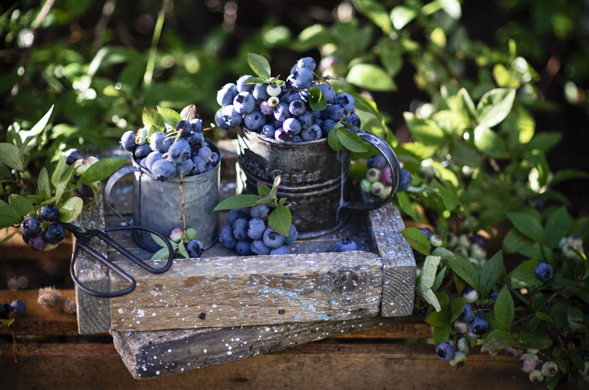 Blueberries From The Garden Wallpaper