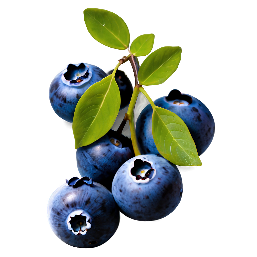 Download Blueberries On Vine Png 89 | Wallpapers.com