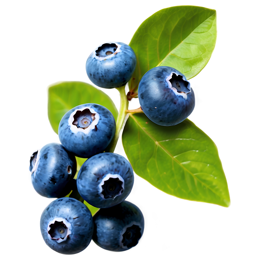 Blueberries With Leaves Png Jsg PNG