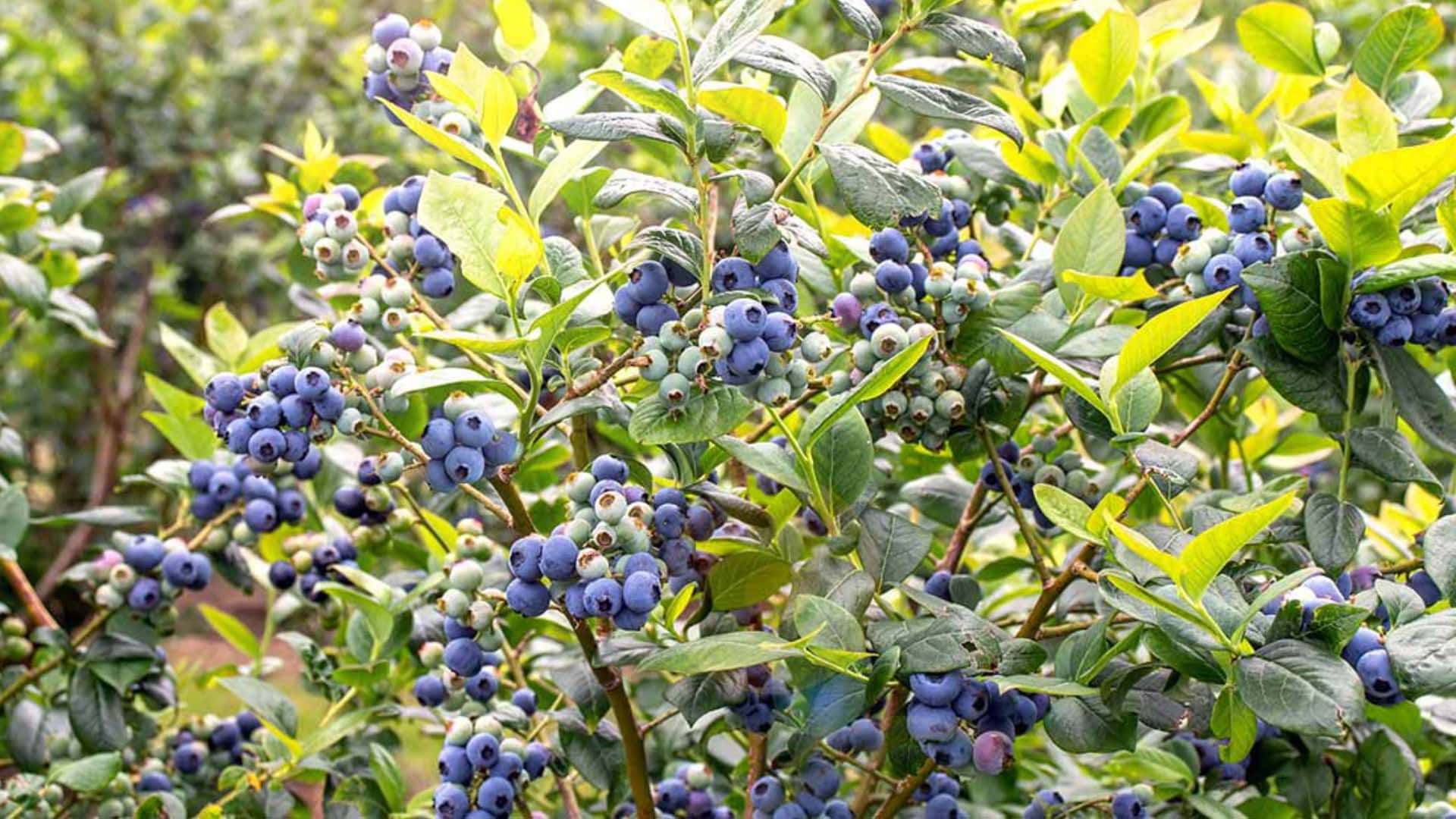 Delicious Blueberries