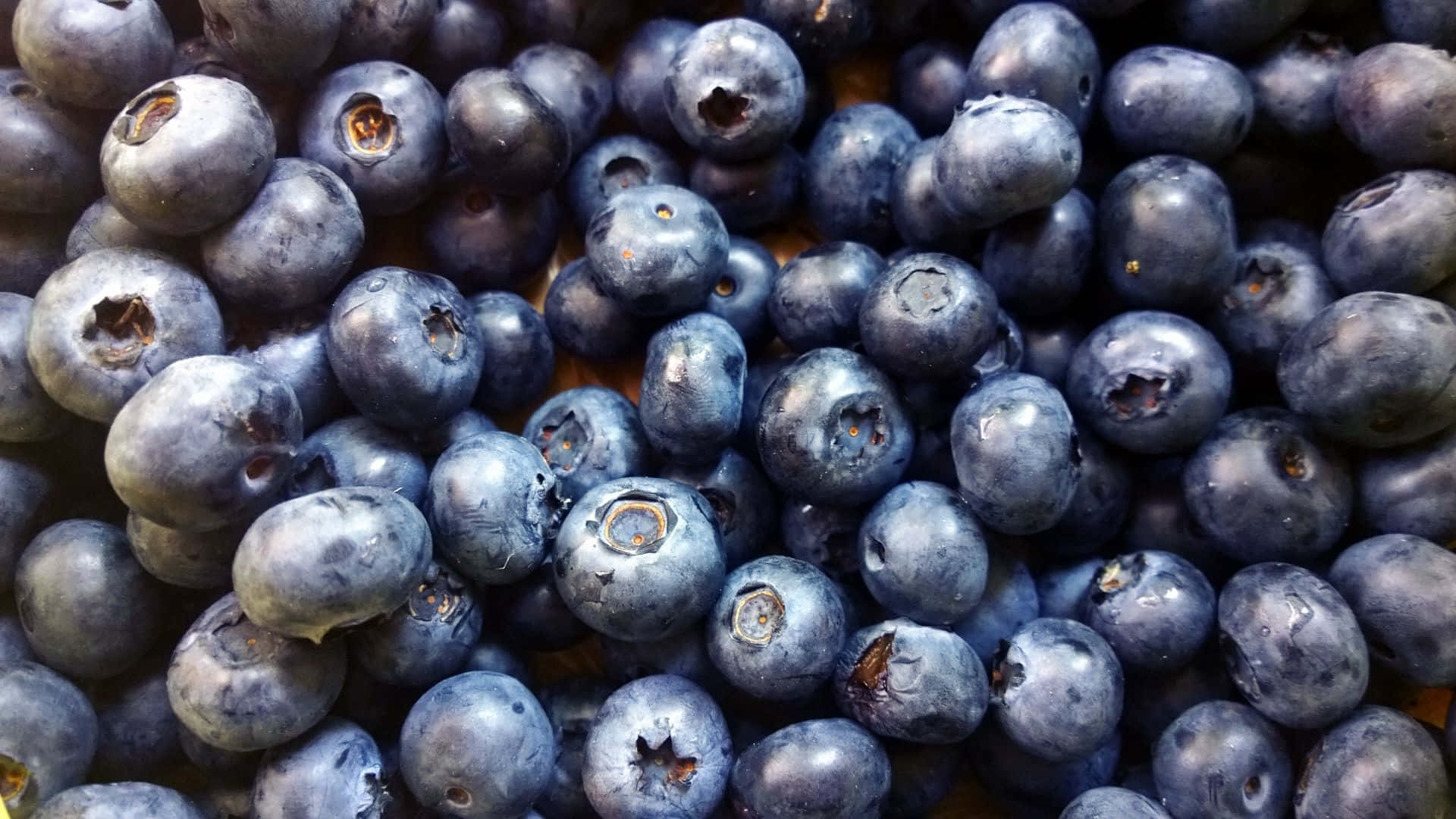 Fresh Blueberries Picked Straight From the Bush