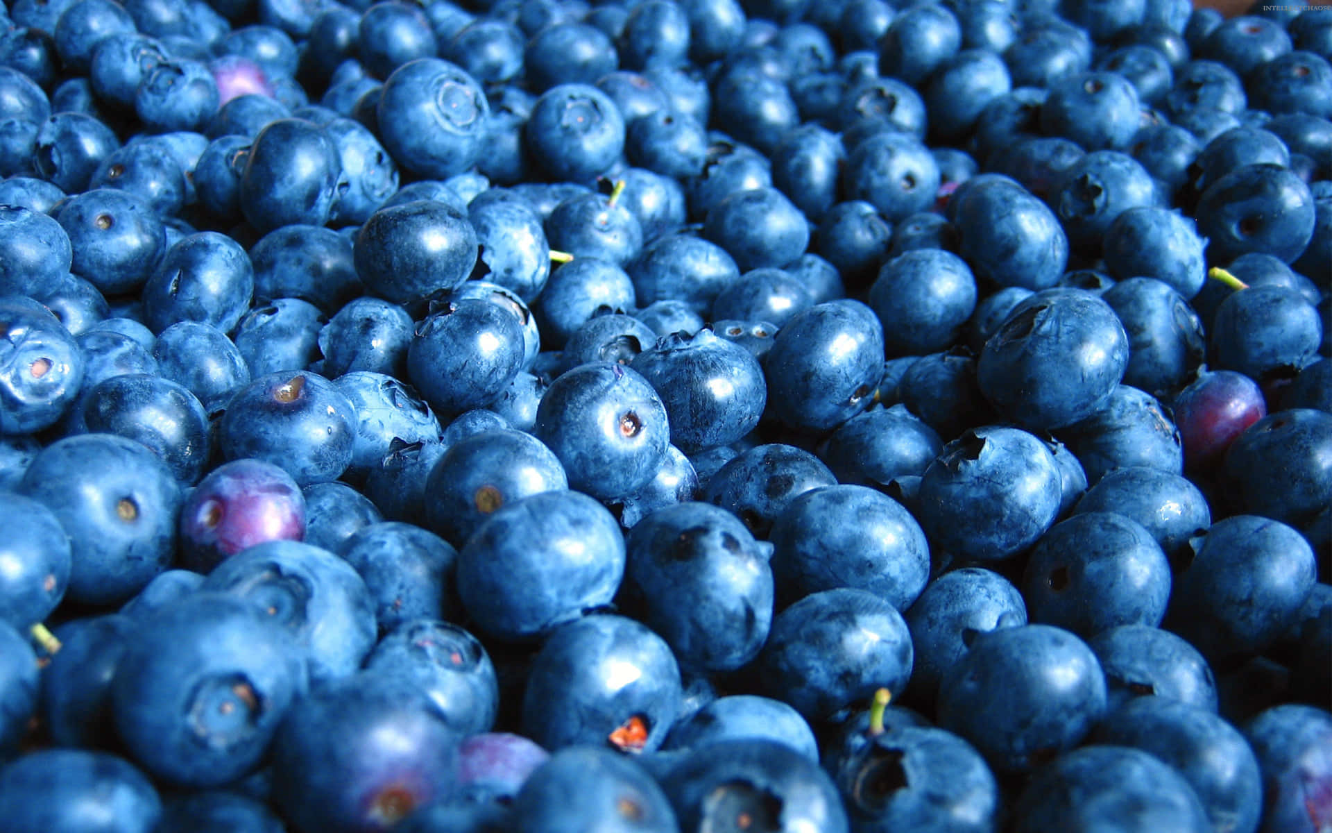 A field full of juicy blueberries, ready for picking.