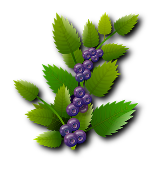 Blueberry Branch Illustration PNG