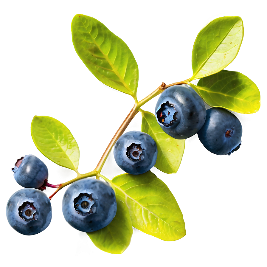 Download Blueberry Bush Bounty Png Jyc | Wallpapers.com