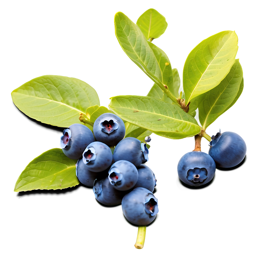 Download Blueberry Bush Bounty Png Xet | Wallpapers.com