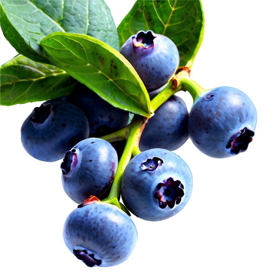 Download Blueberry Field Png Iat | Wallpapers.com