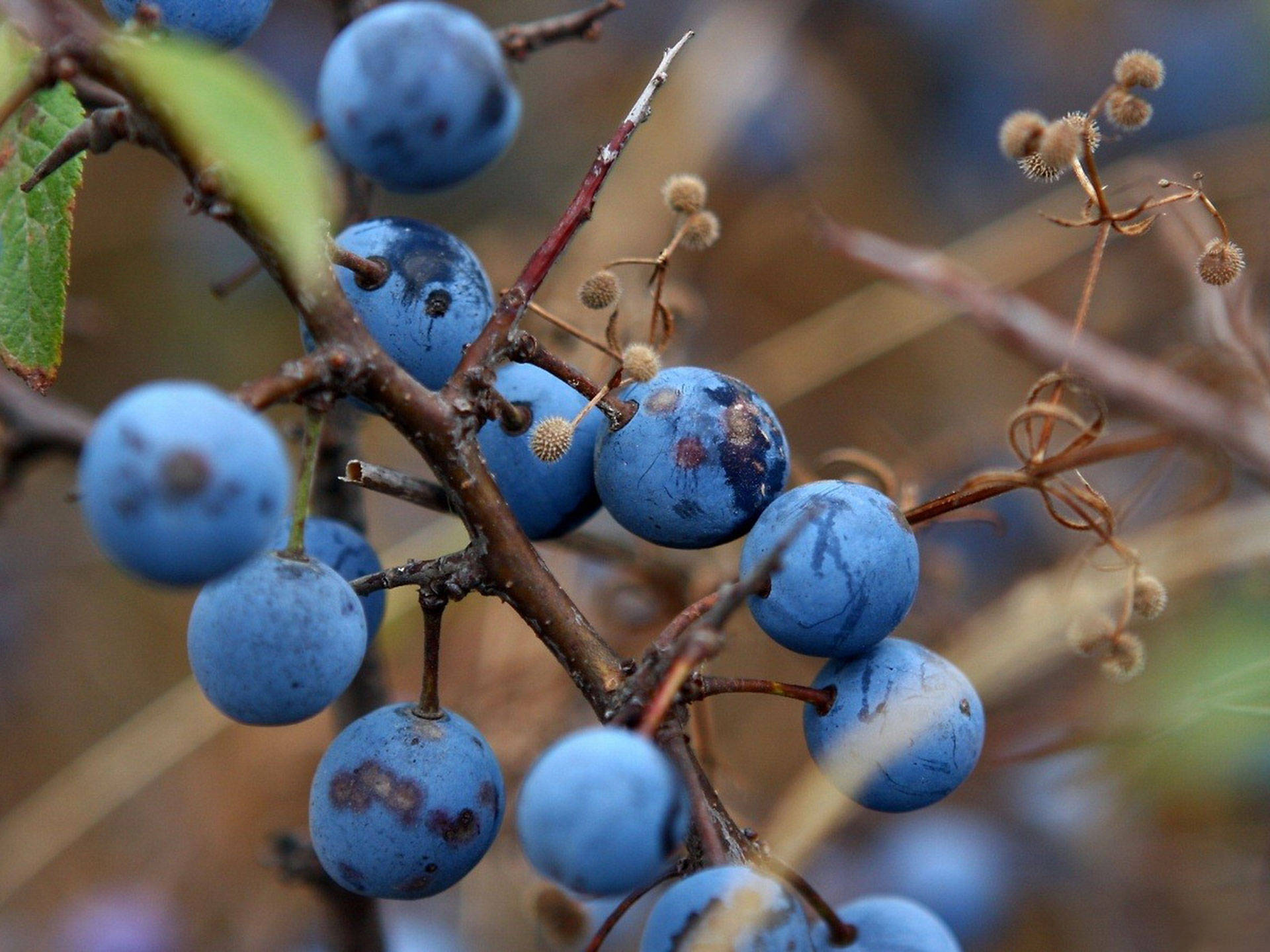 Blueberry On Branches Wallpaper