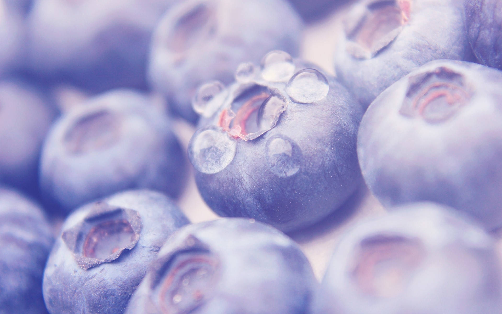 Blueberry With Dew Wallpaper