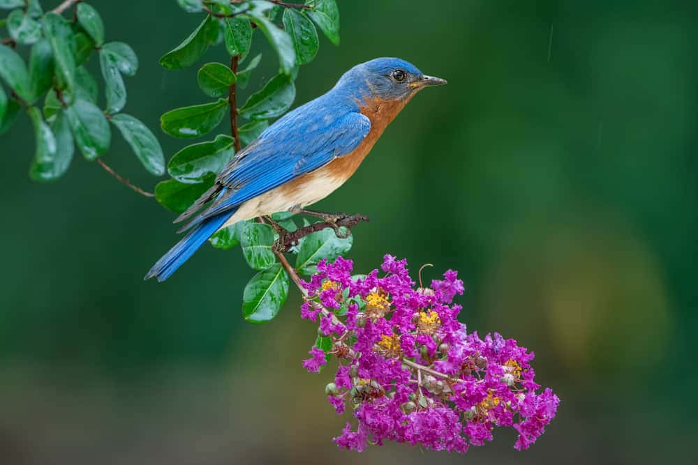 Closer Look At A Majestic Bluebird