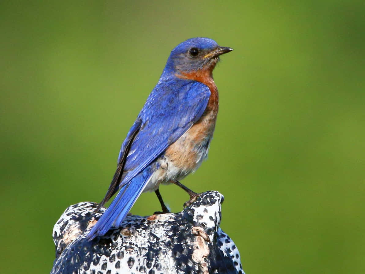 A Bluebird Sitting on a Snow-Covered Branch