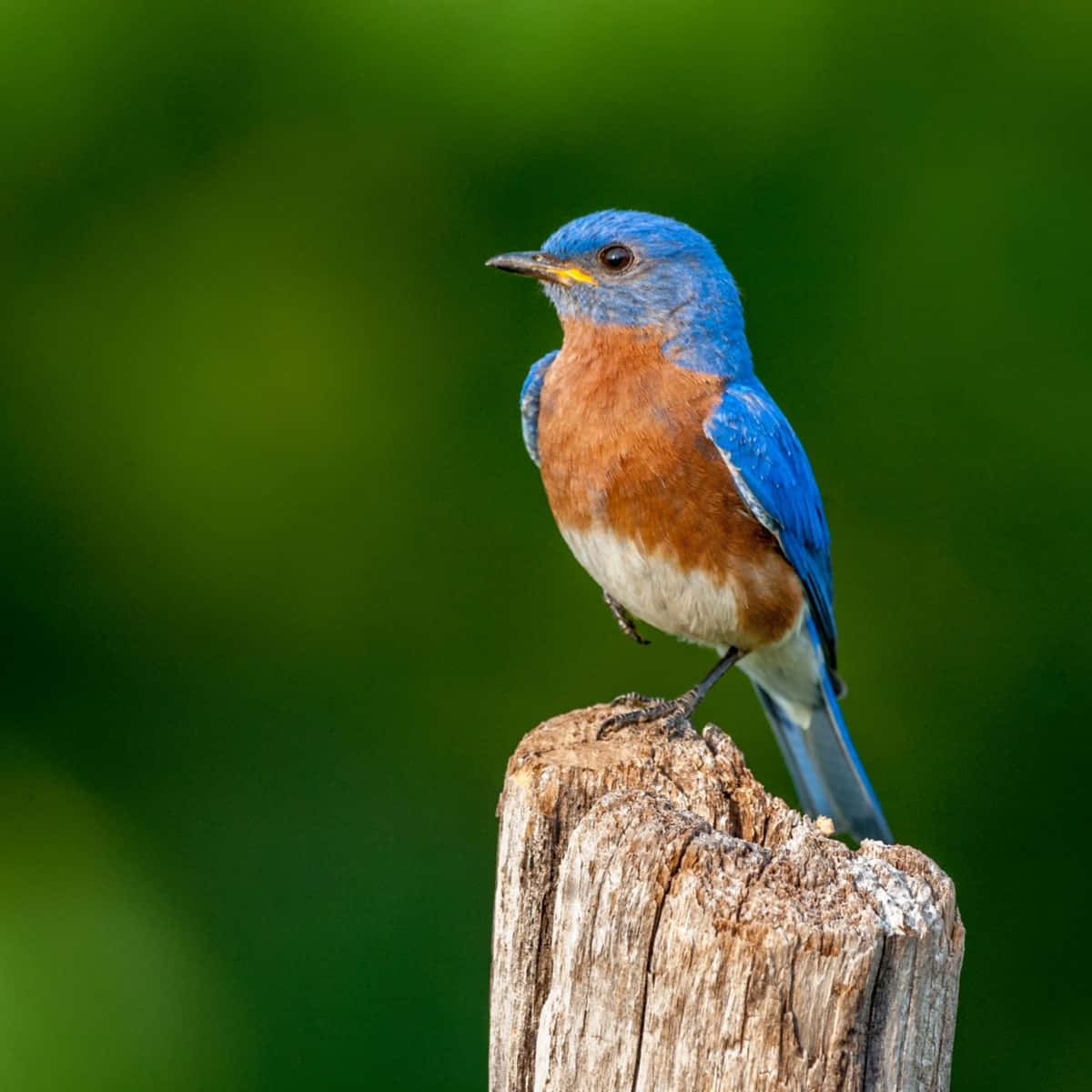 A bright turquoise Bluebird