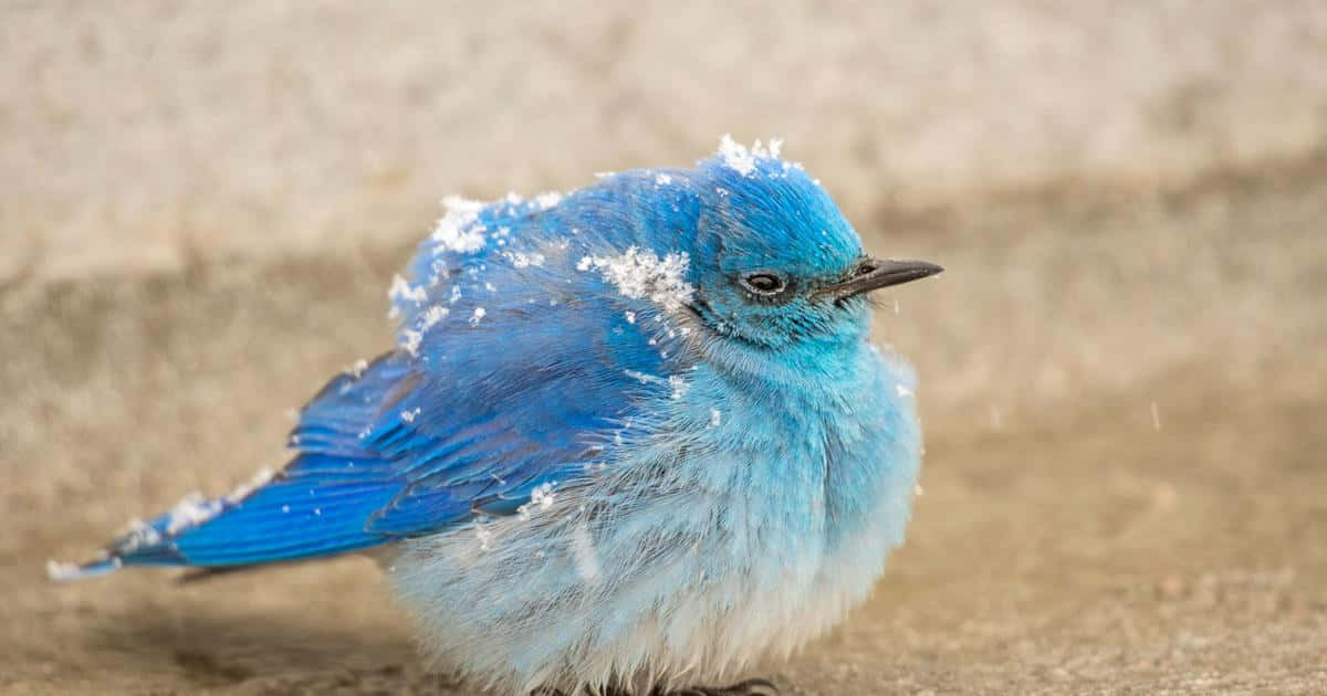 Imagende Un Pajarito Azul En La Nieve