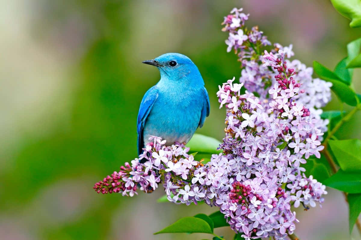 Pájaroazul Posado En Un Árbol, Cantando Una Hermosa Canción.