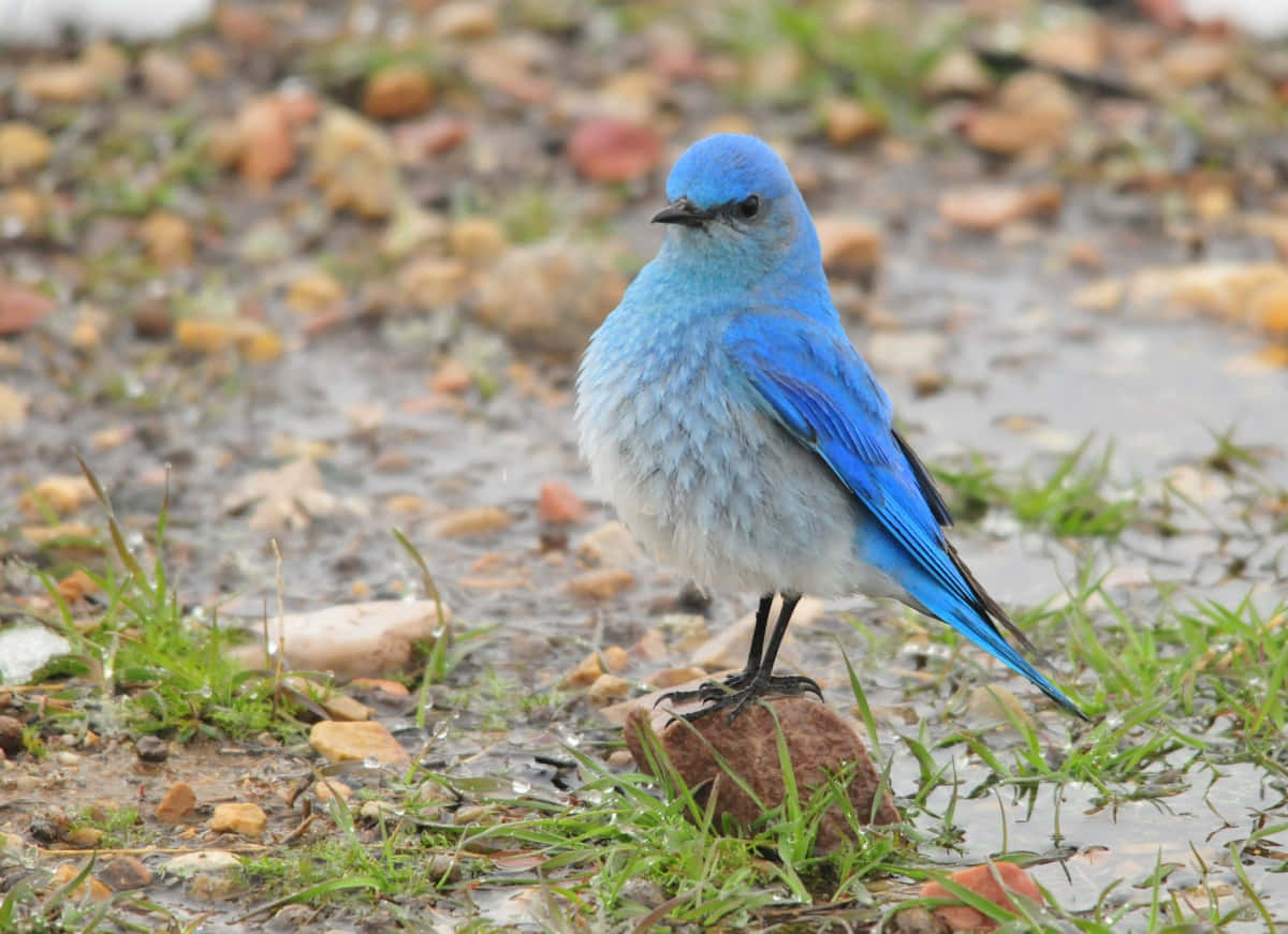 A Bluebird Sitting in a Sunny Field