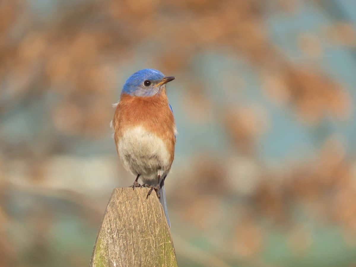 Eastern Bluebird Autumn Camouflage Pictures