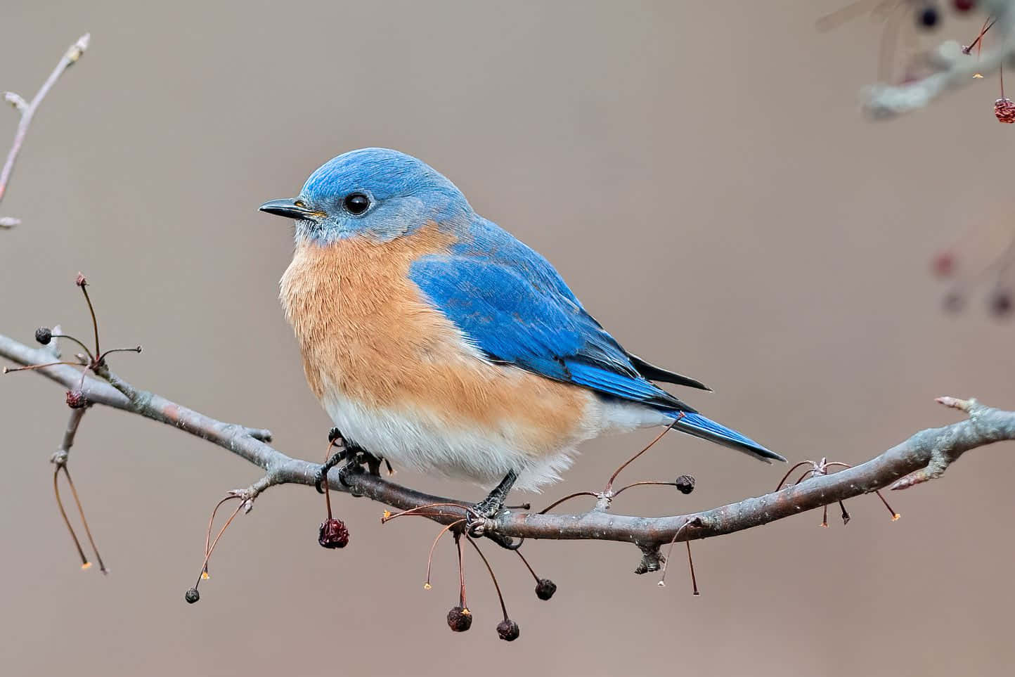 Mirahacia El Azulejo Del Pájaro Azul.