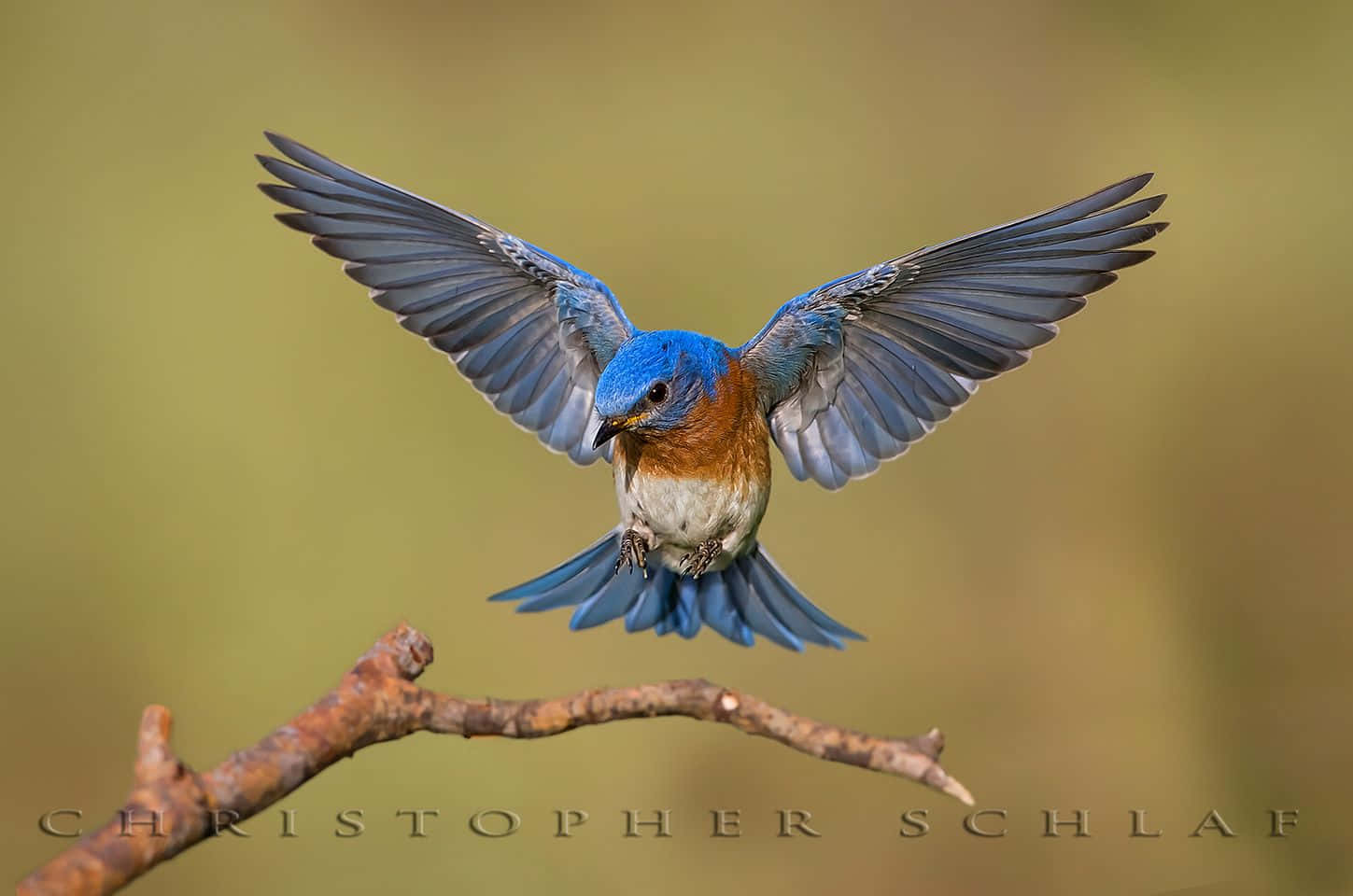 Bluebird flying above a grassy field.