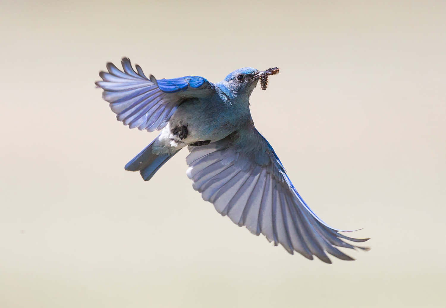 Bilden Vacker Blå Fågel Sittandes På En Gren