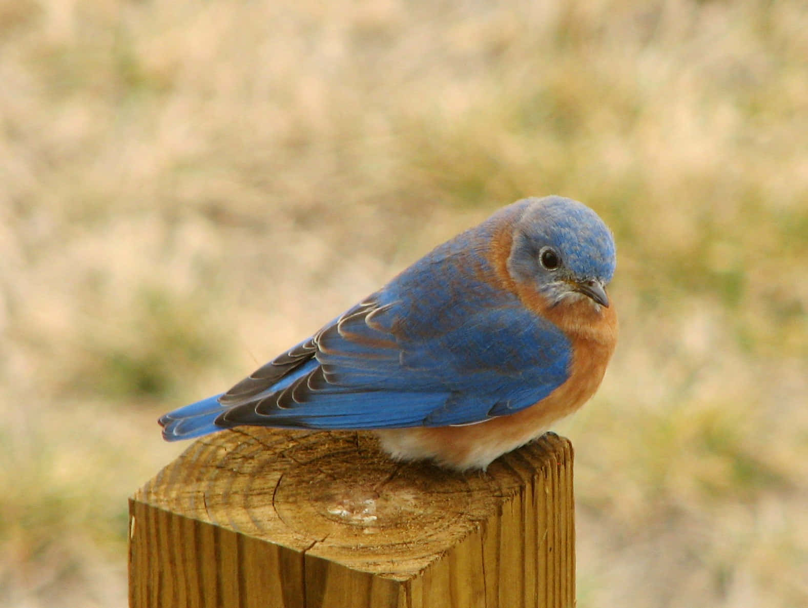 The Bluebird of Happiness Brings Joy to Everywhere It Flies
