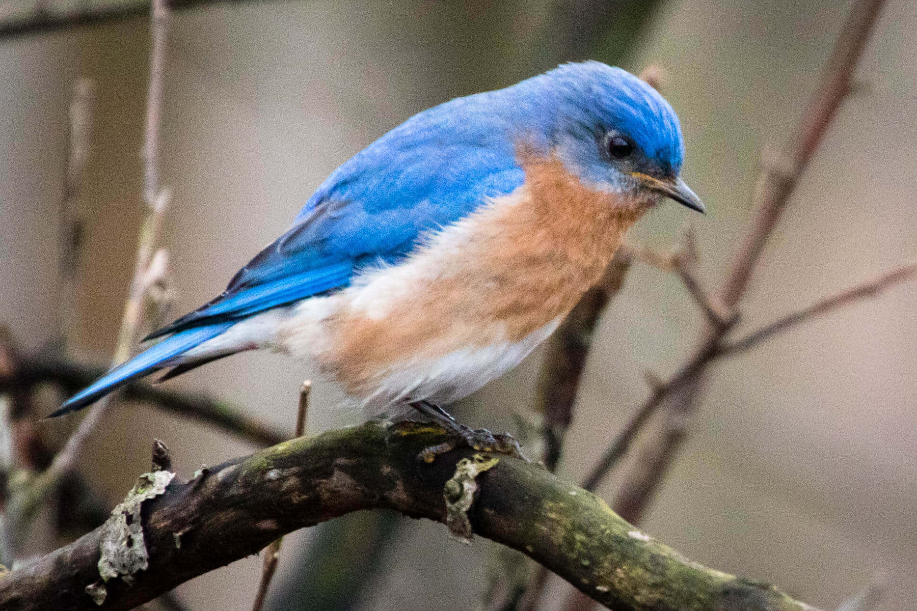 A beautiful blue bird perched atop a branch