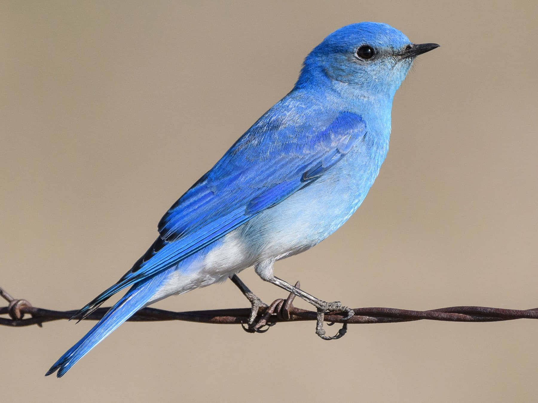 A majestic Bluebird perched atop a tree branch.
