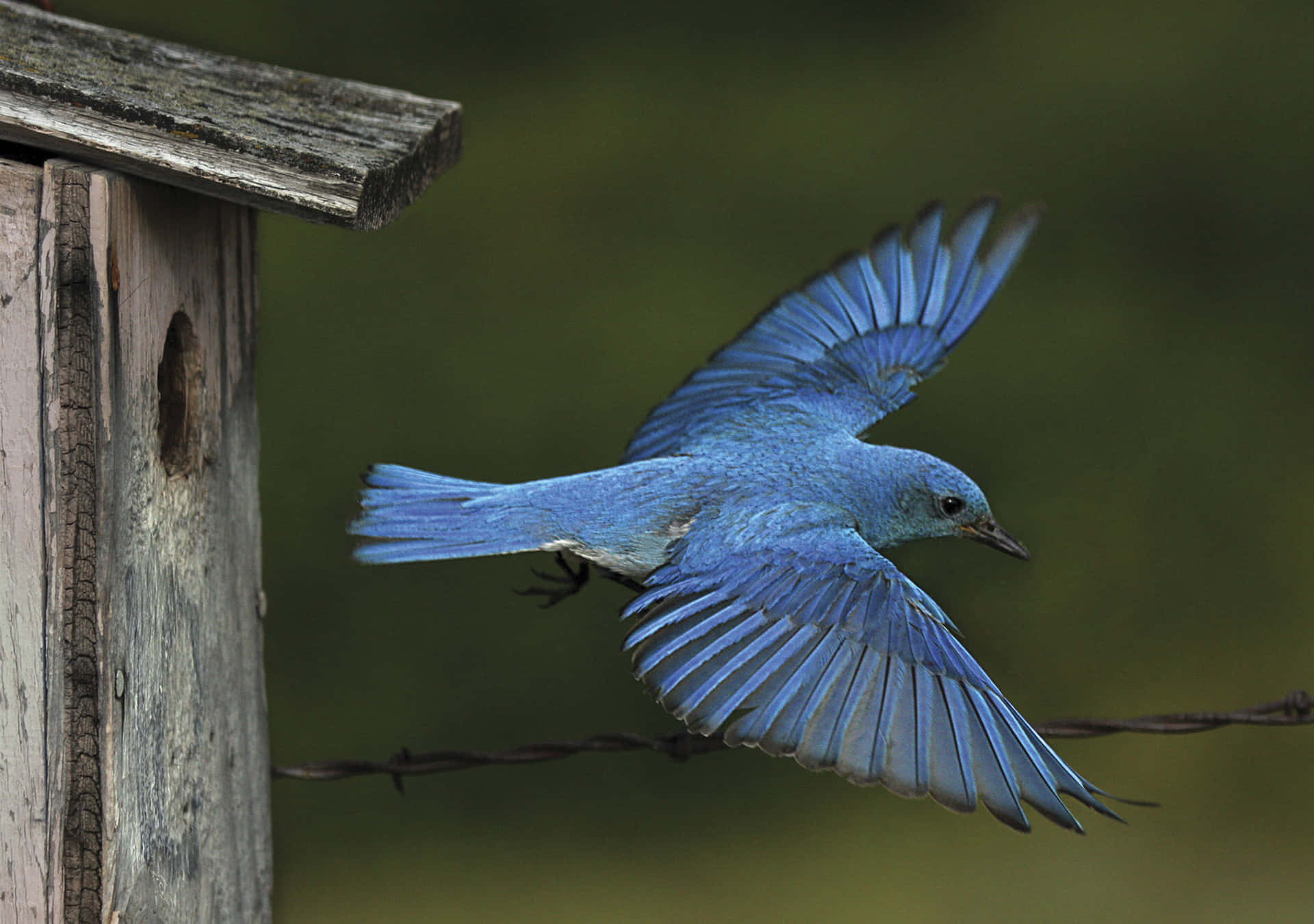 Imagende Un Pájaro Azul Posado En Una Rama