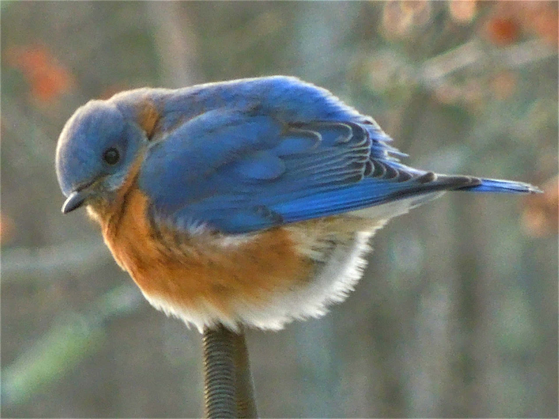 A Bluebird Taking Flight