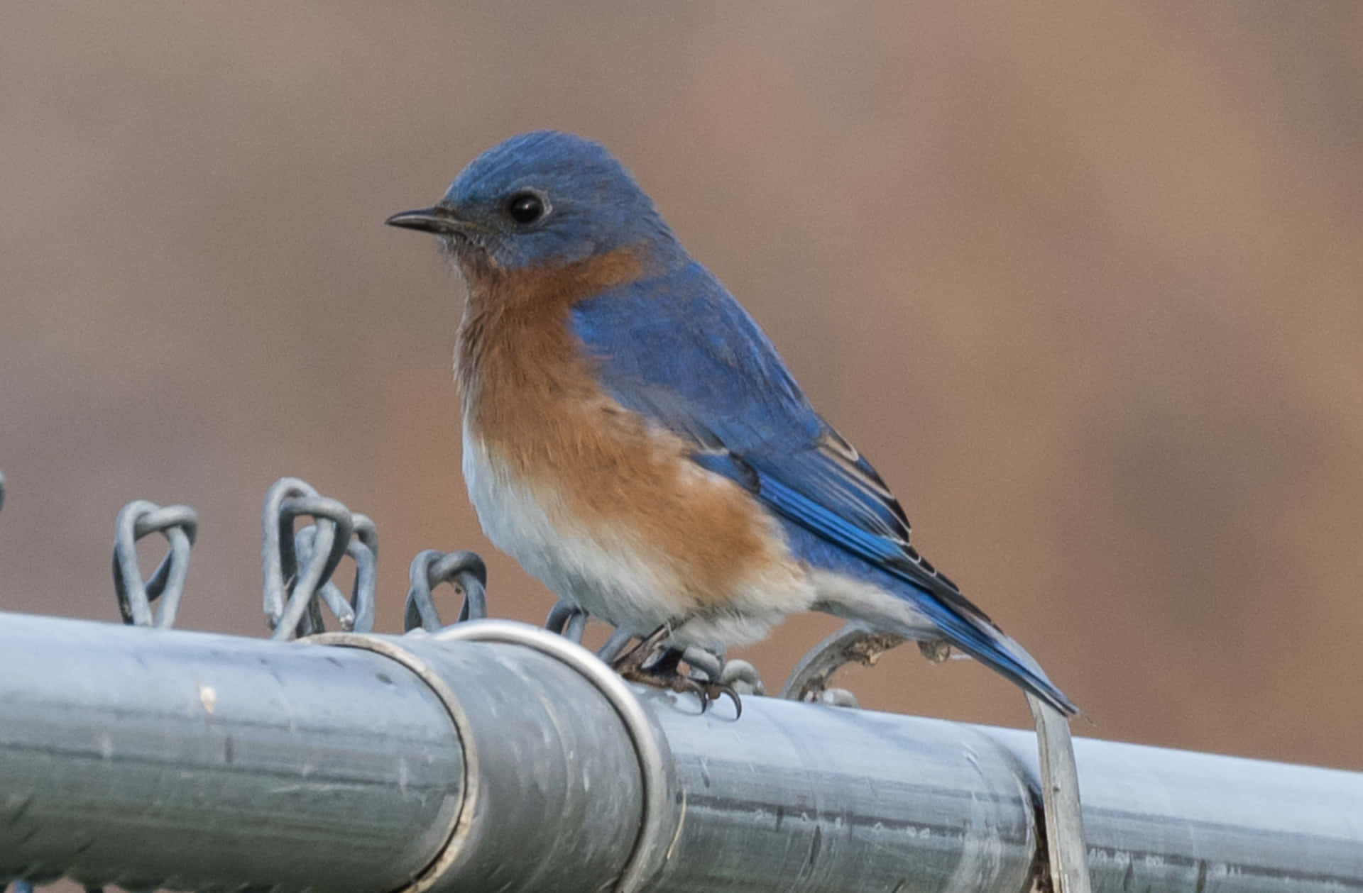 Enjoy the beauty of nature with a Bluebird in your garden