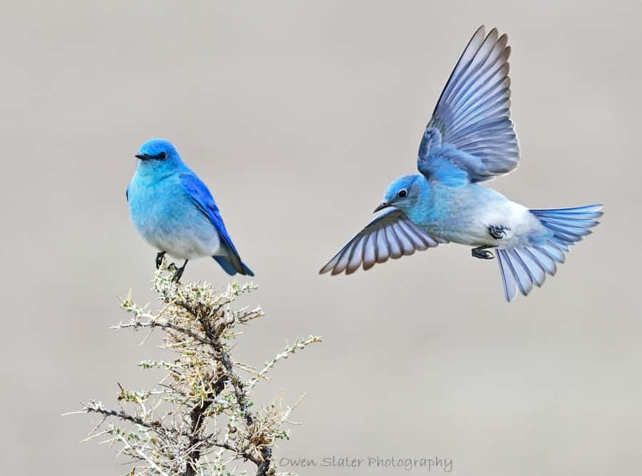 Unhermoso Pájaro Azul Posado Entre La Vegetación.