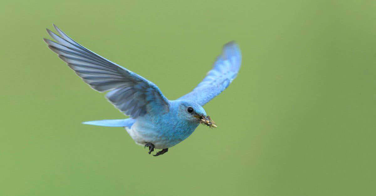 Unmajestuoso Pájaro Azul Posado En Un Tronco En El Bosque.