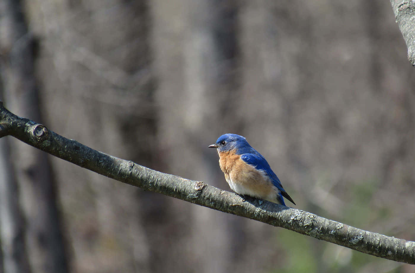 Unimpresionante Pájaro Azul Posado En Una Rama.