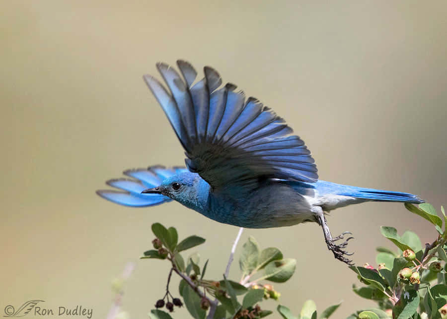 The Beauty of Bluebirds