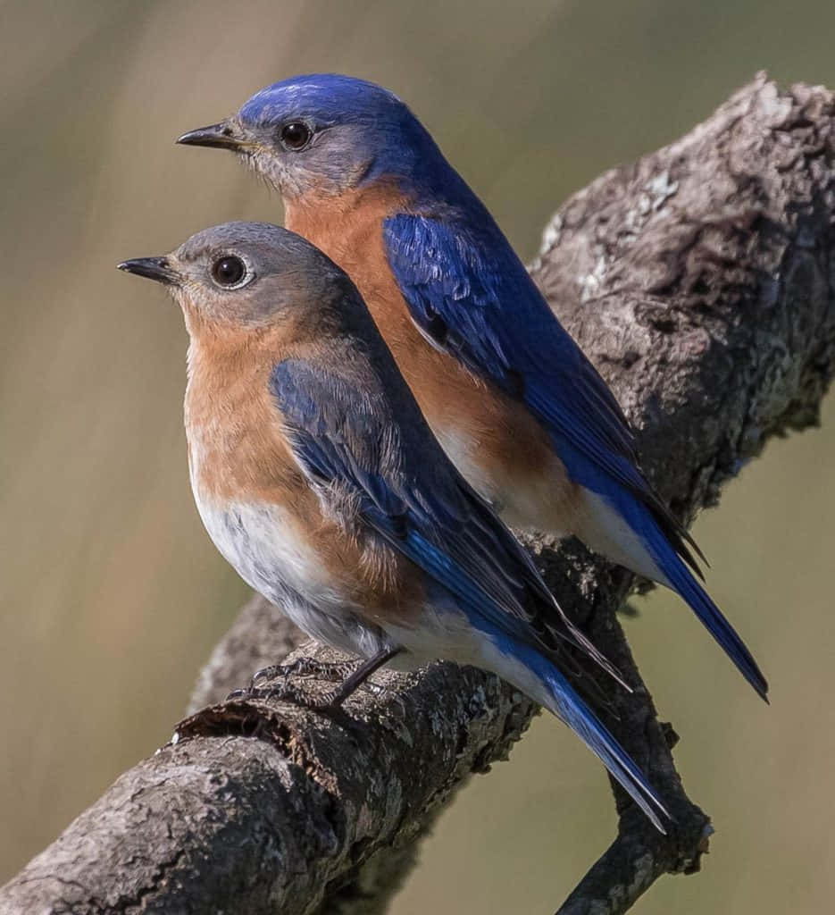 The beauty of a cheerful bluebird