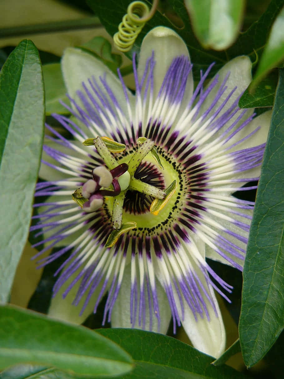 Bluecrown Passionflower Picture