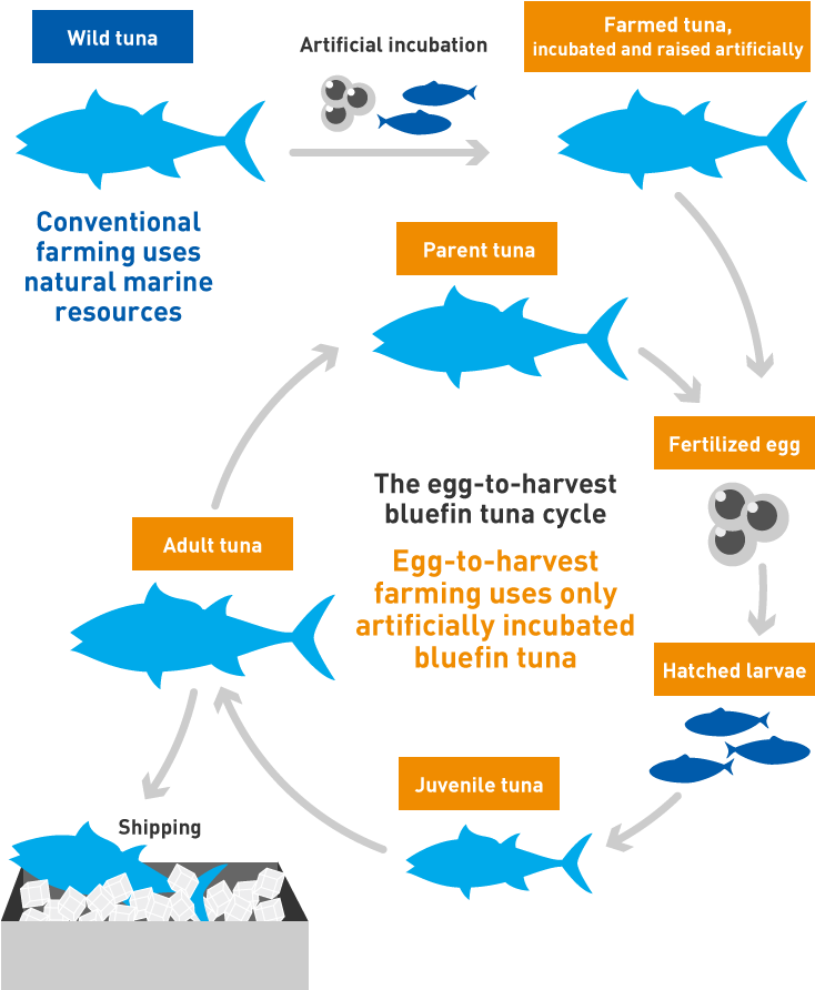Bluefin Tuna Farming Cycle PNG