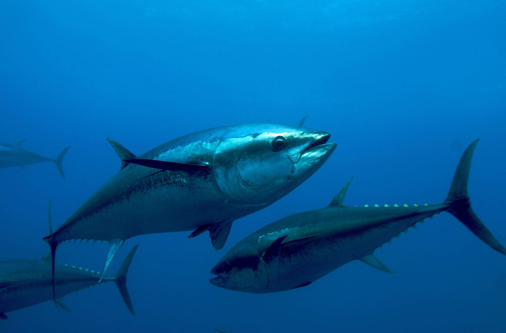 Bluefin Tuna Fishes Underwater Wallpaper