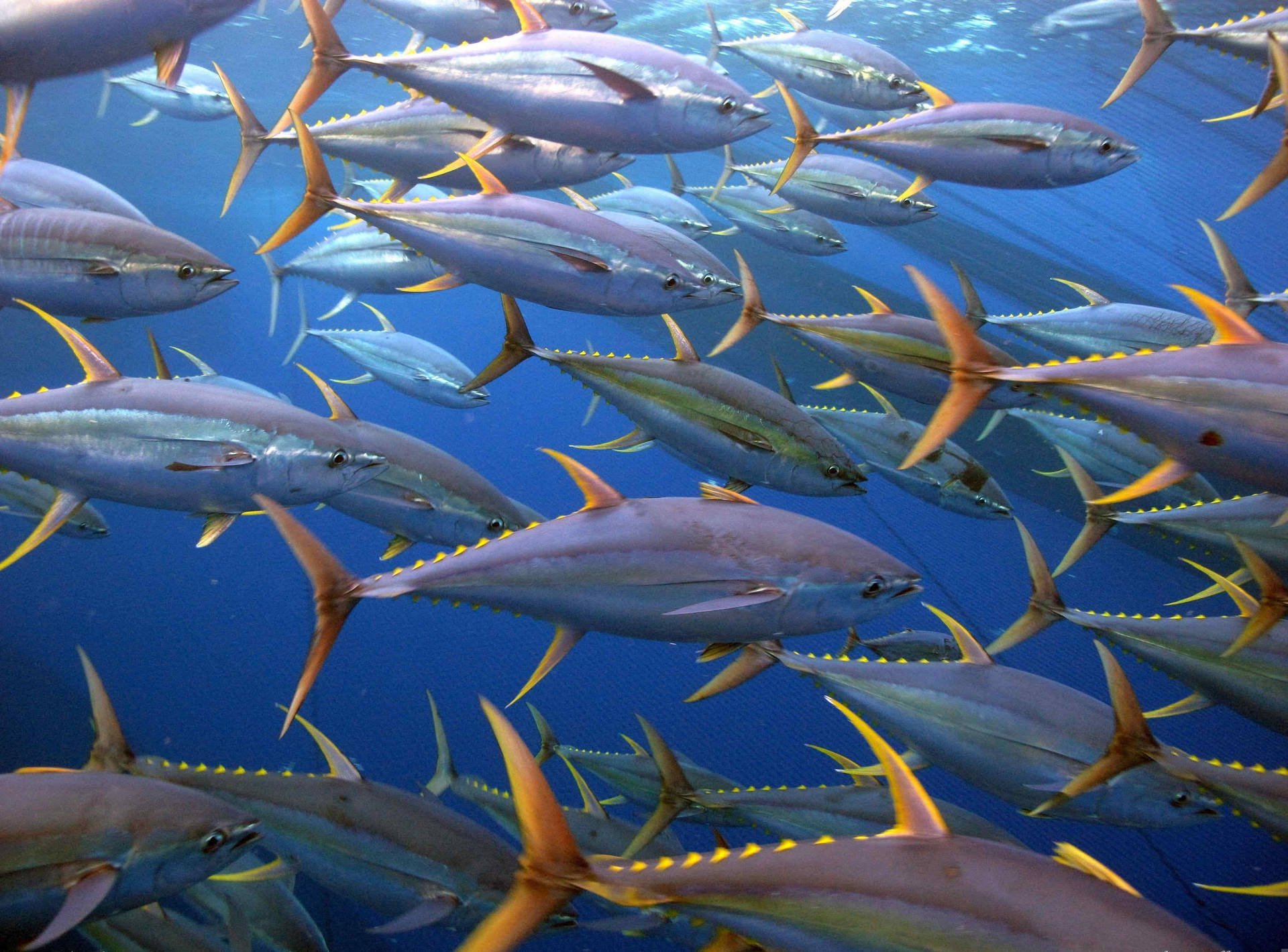 Bluefin Tuna Fishes Underwater Wallpaper