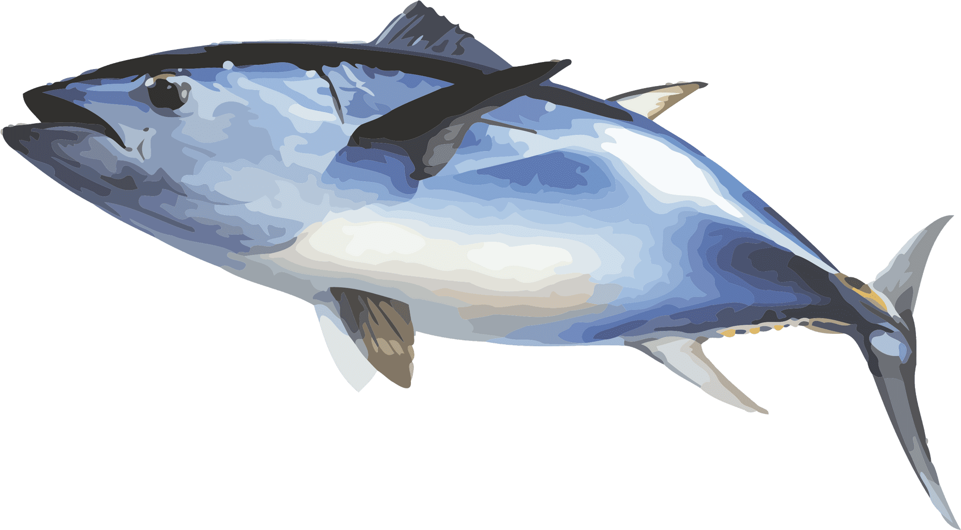 Bluefin Tuna Illustration.png PNG