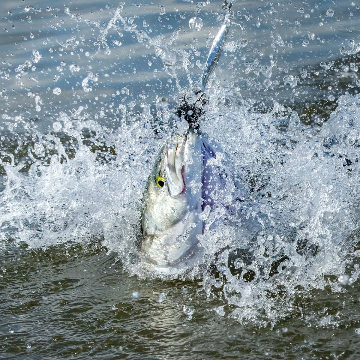 Bluefish Catching Action Wallpaper