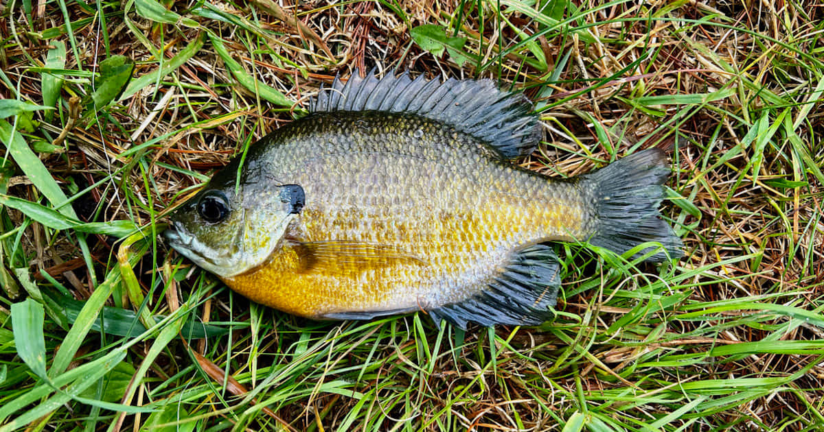 Bluegill Fish On Grass Wallpaper