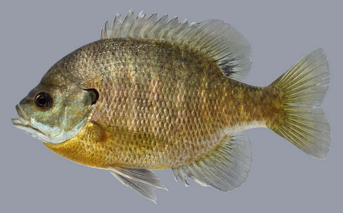 Bluegill Sunfish Profile Wallpaper