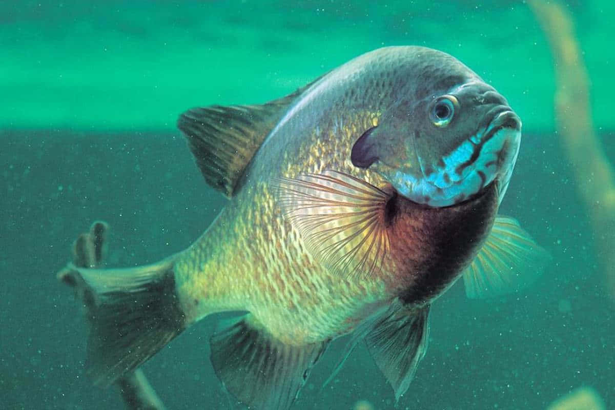 Bluegill Sunfish Underwater Wallpaper