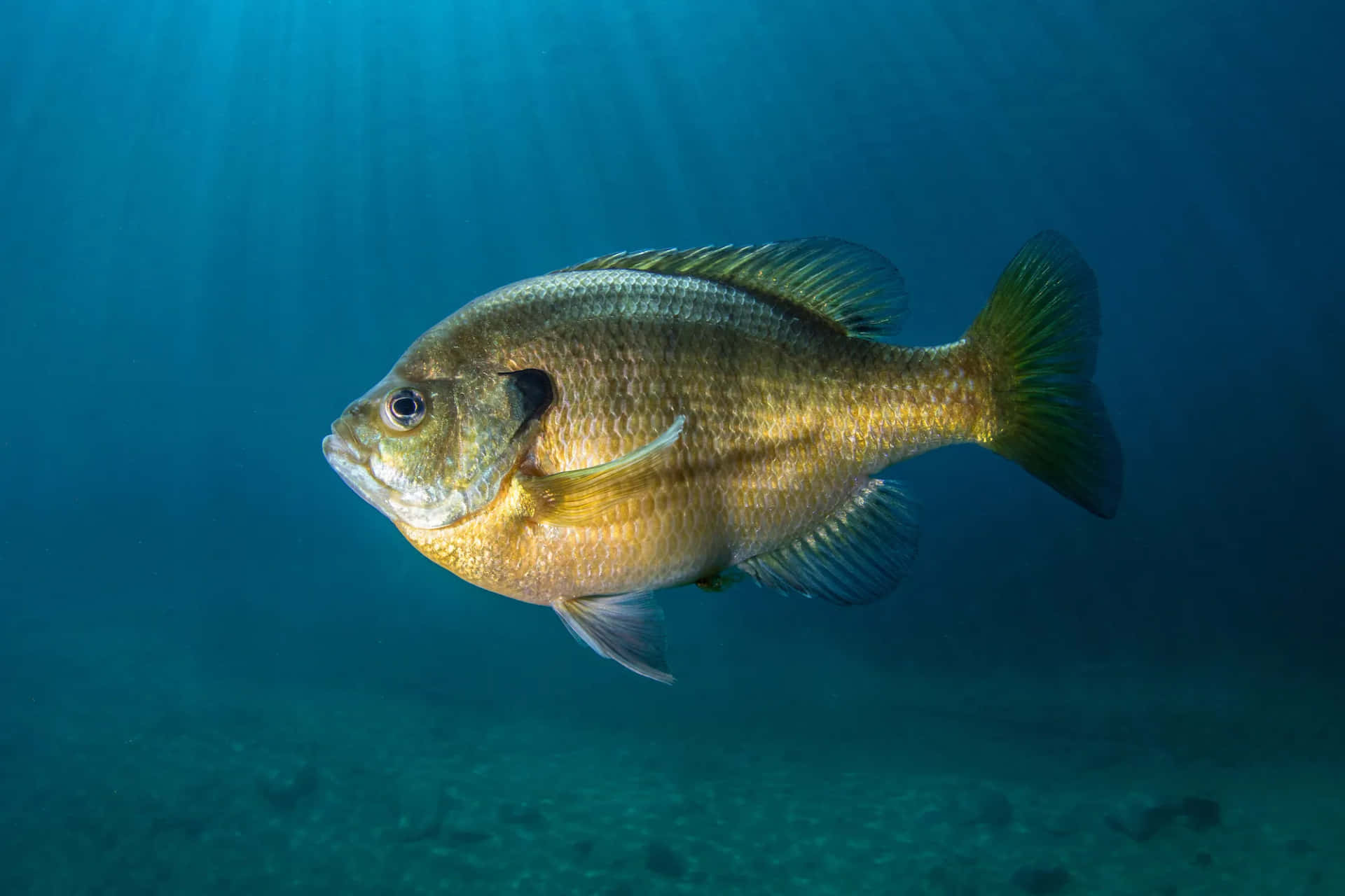 Bluegill Sunfish Underwater Scene Wallpaper