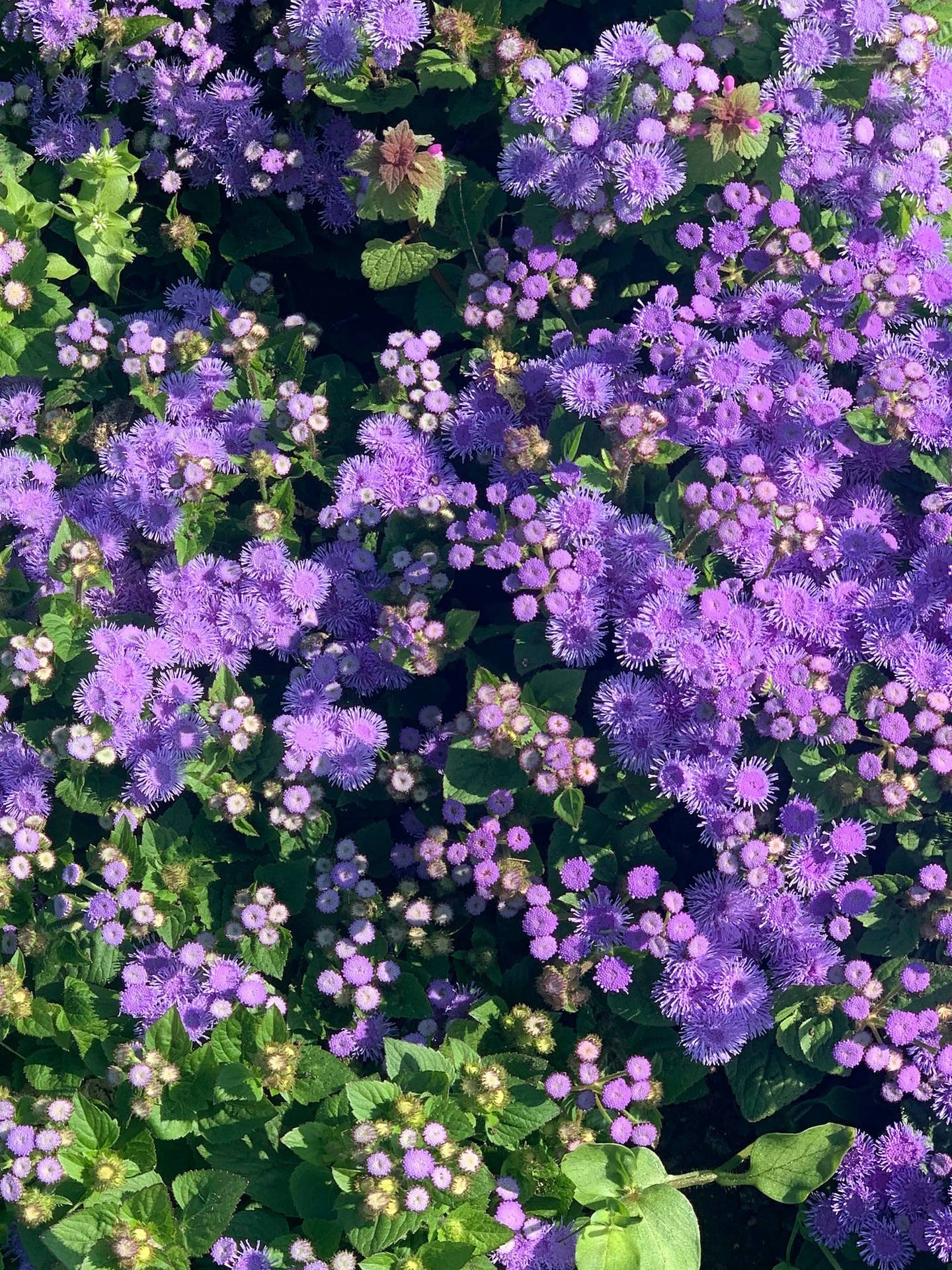 Bluemink Flowers Floral Iphone Wallpaper
