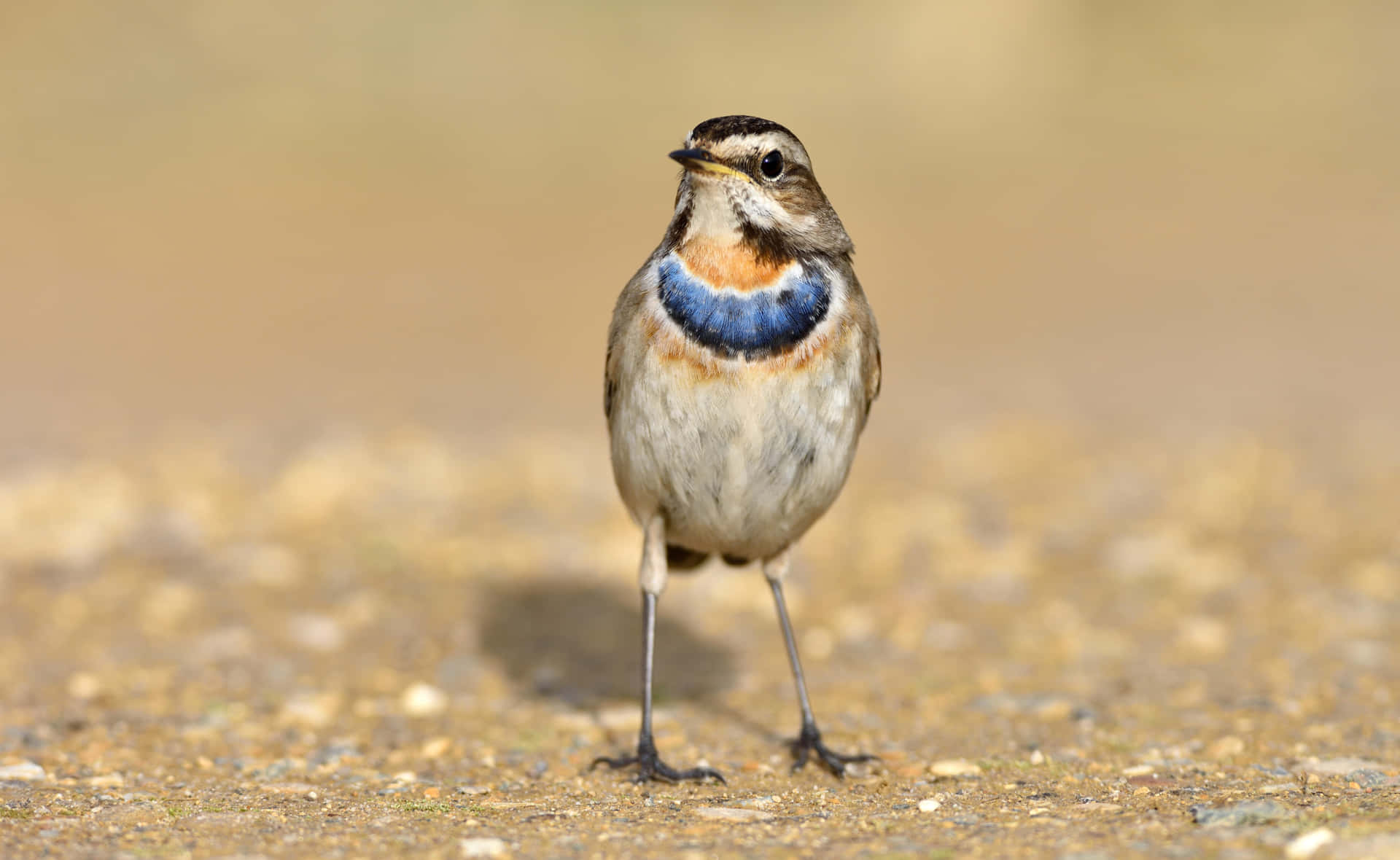 Bluethroat Lark Standing Ground Wallpaper