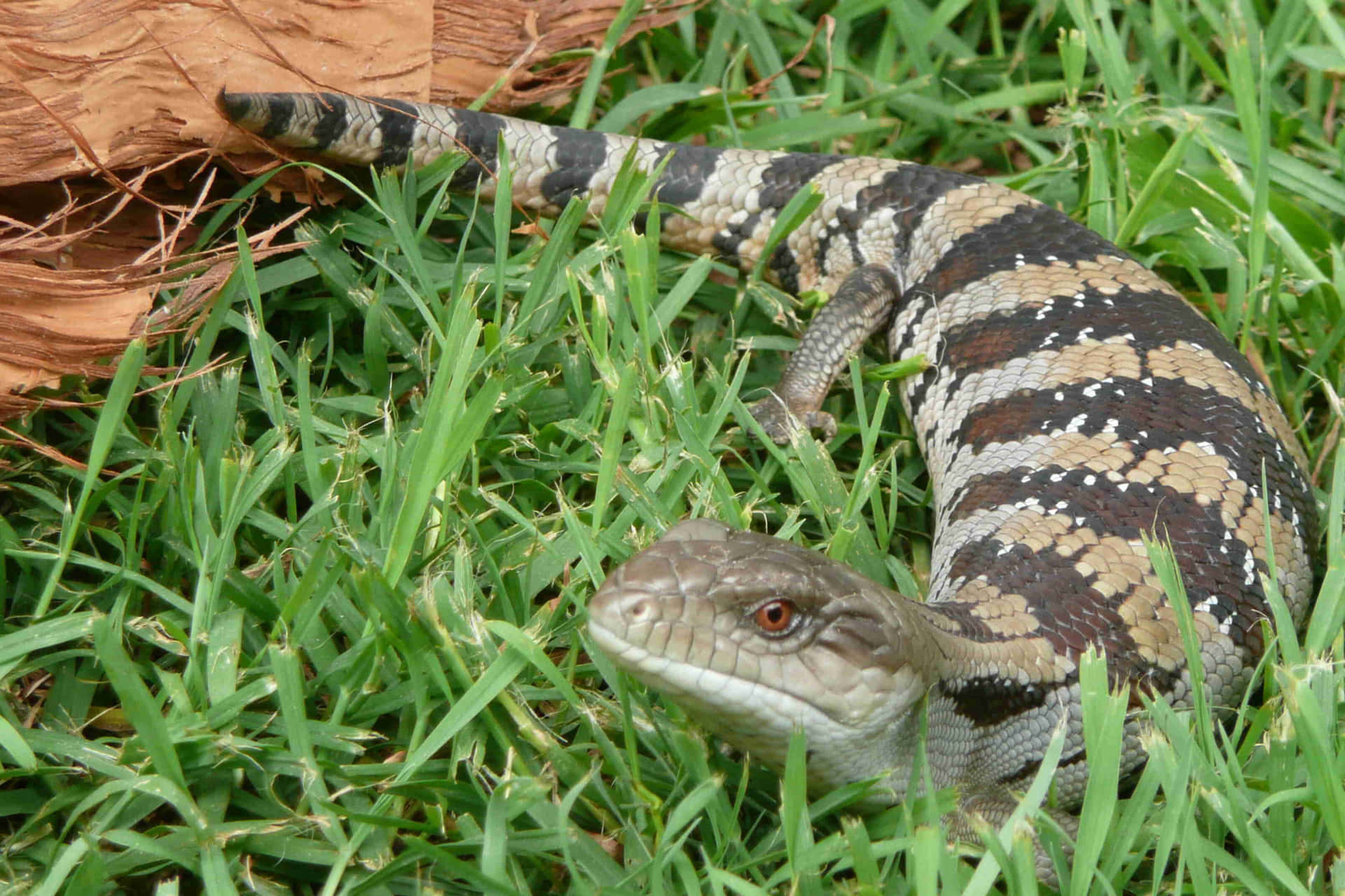 Blauwtongskink In Gras Achtergrond