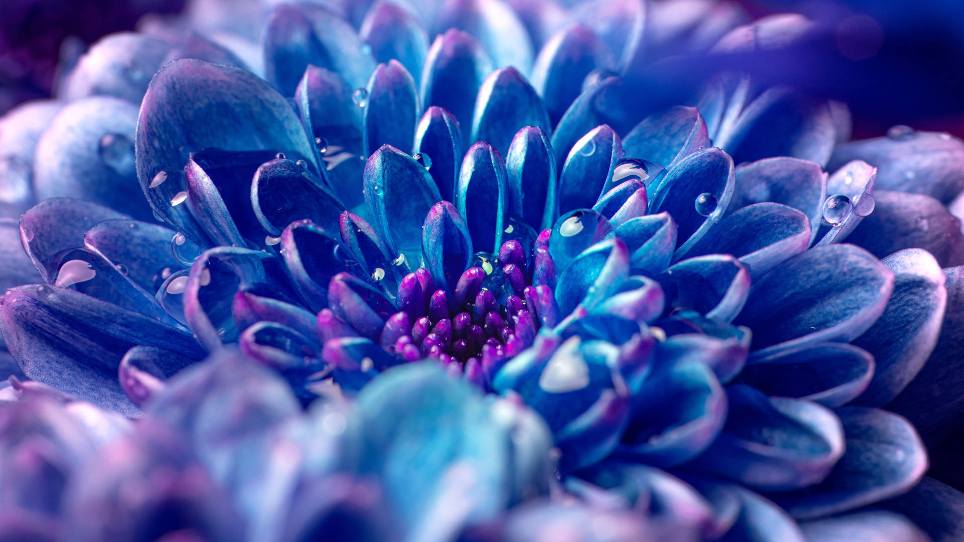 Bluish Purple Flower 4d Ultra Hd